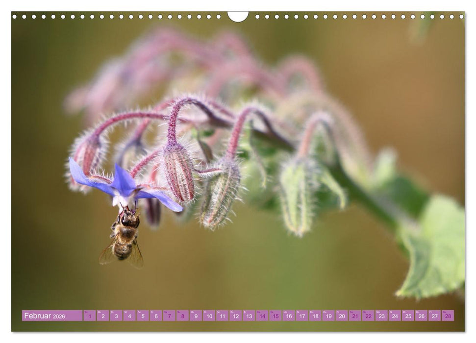 Lila Blütenzauber (CALVENDO Wandkalender 2026)