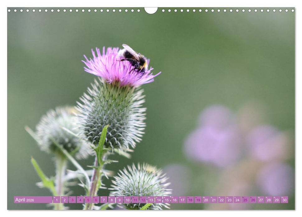 Lila Blütenzauber (CALVENDO Wandkalender 2026)