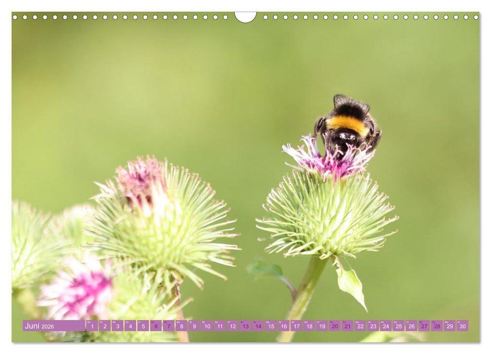 Lila Blütenzauber (CALVENDO Wandkalender 2026)