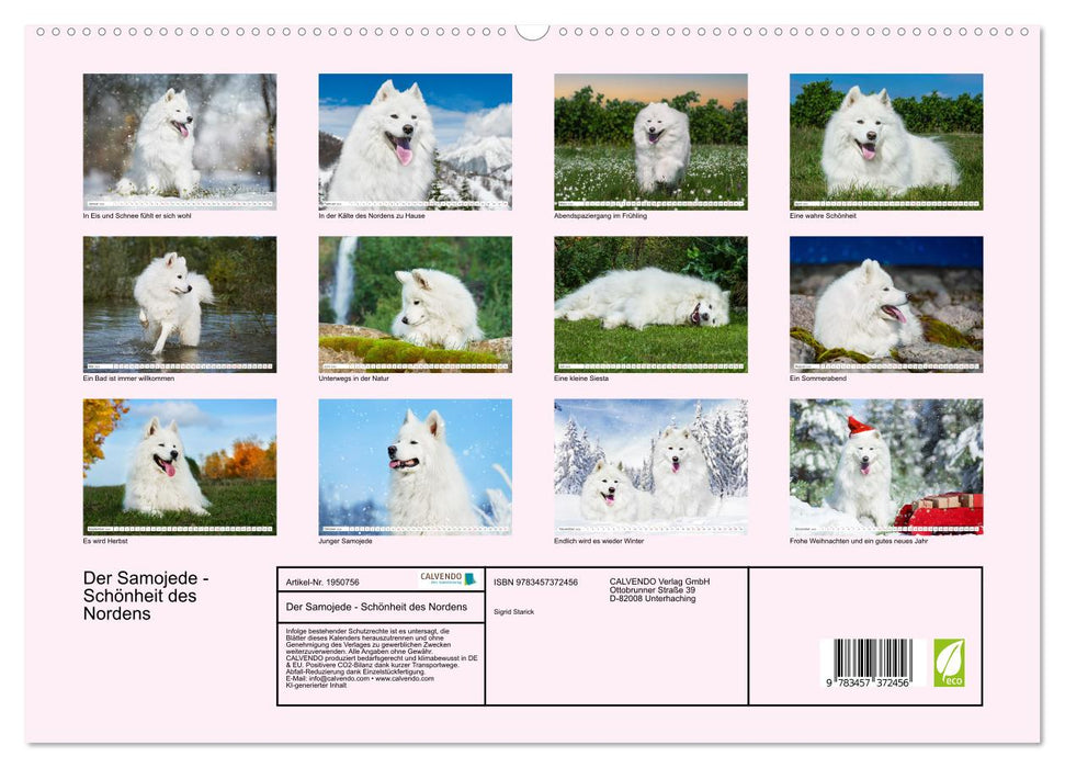 Der Samojede - Schönheit des Nordens (CALVENDO Premium Wandkalender 2026)