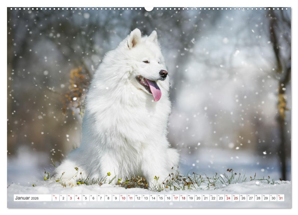 Der Samojede - Schönheit des Nordens (CALVENDO Premium Wandkalender 2026)