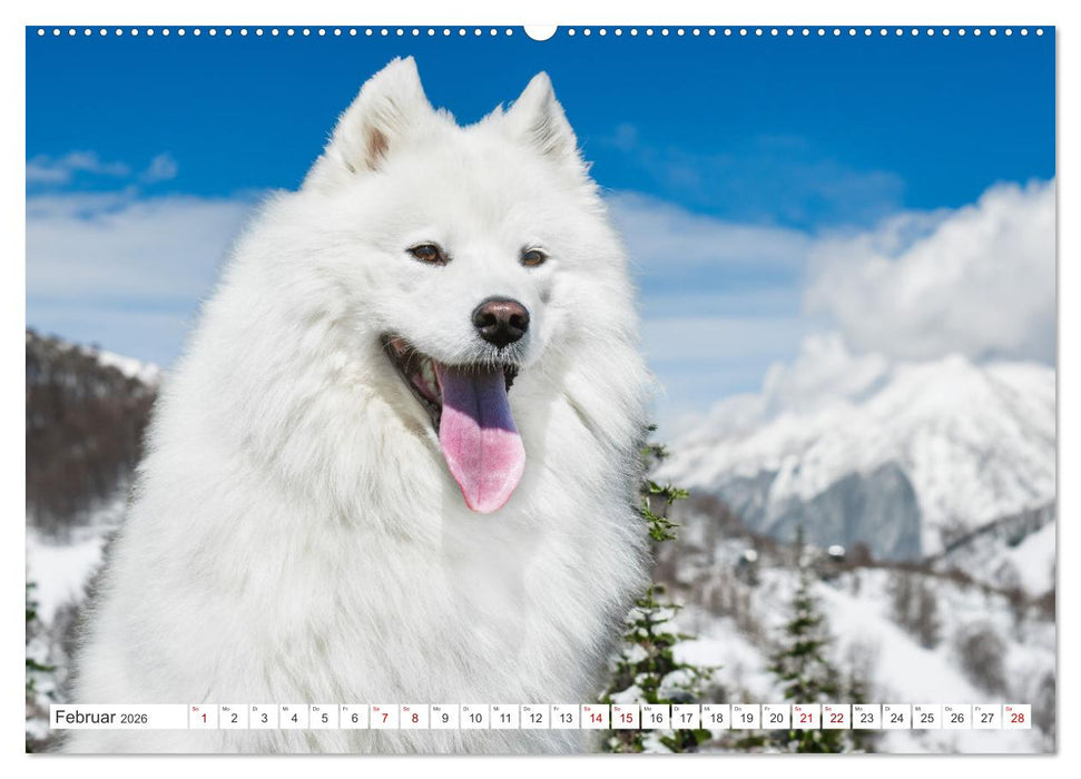 Der Samojede - Schönheit des Nordens (CALVENDO Premium Wandkalender 2026)