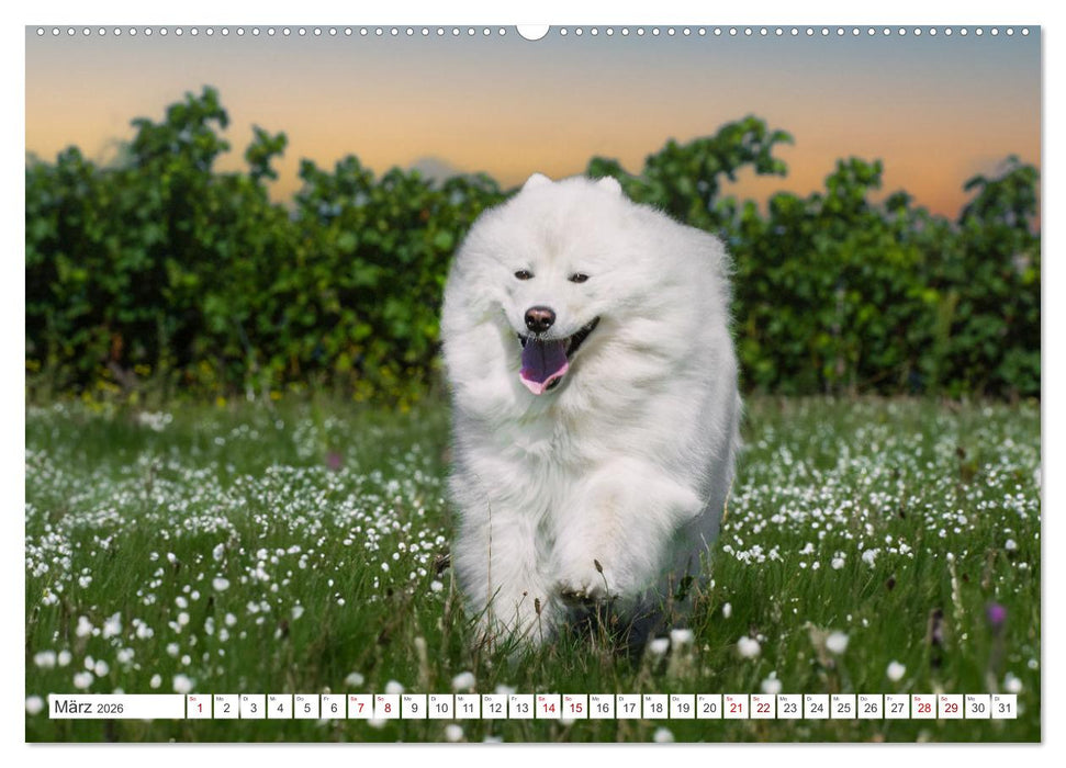 Der Samojede - Schönheit des Nordens (CALVENDO Premium Wandkalender 2026)