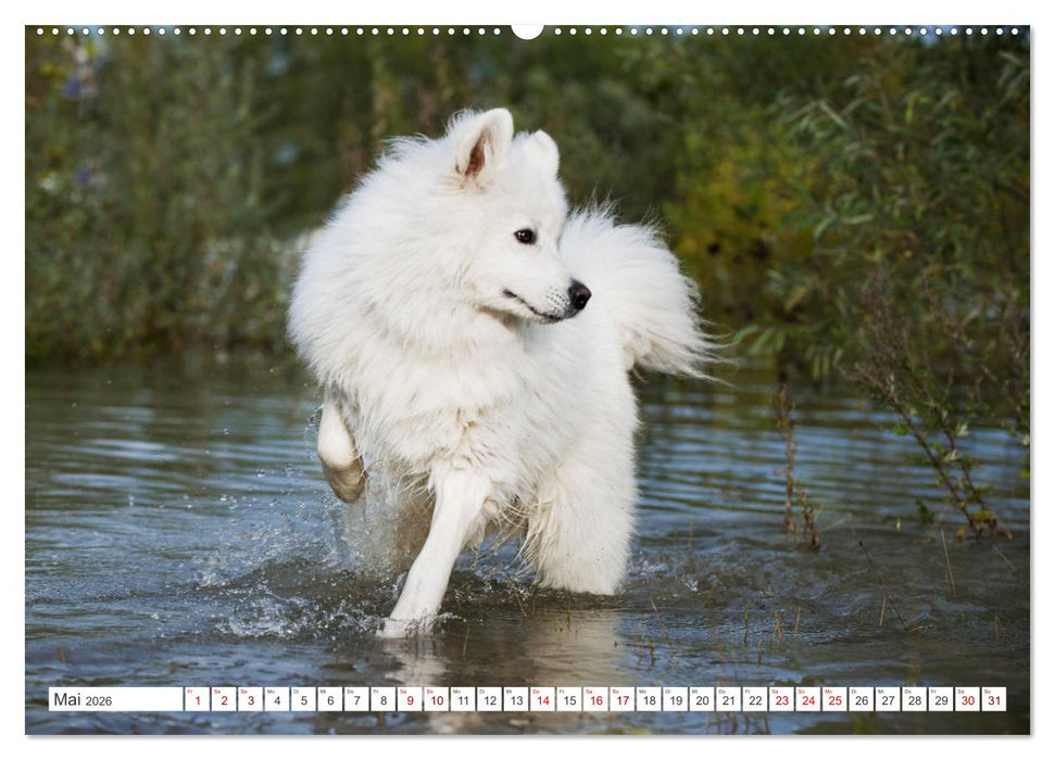 Der Samojede - Schönheit des Nordens (CALVENDO Premium Wandkalender 2026)