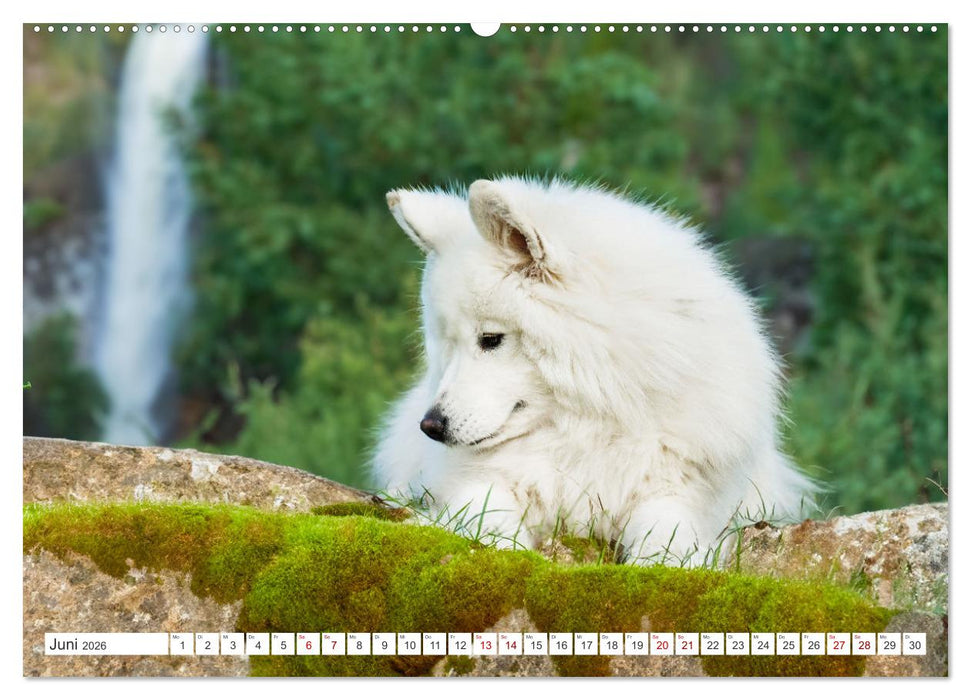 Der Samojede - Schönheit des Nordens (CALVENDO Premium Wandkalender 2026)