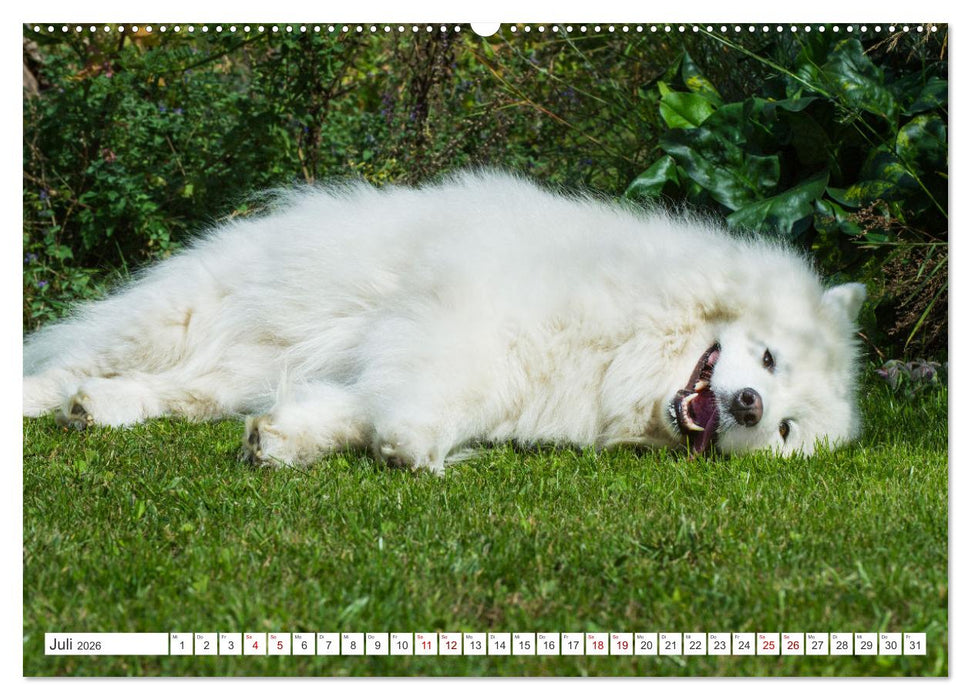 Der Samojede - Schönheit des Nordens (CALVENDO Premium Wandkalender 2026)