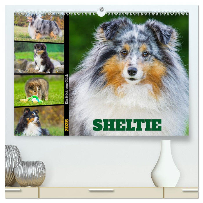 Sheltie - Ein Stück vom Glück (CALVENDO Premium Wandkalender 2026)