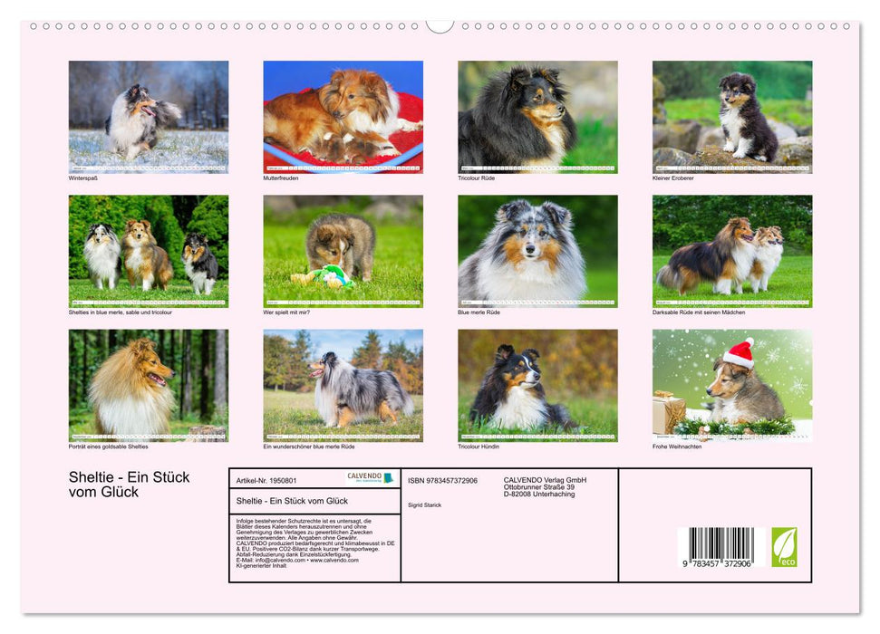 Sheltie - Ein Stück vom Glück (CALVENDO Premium Wandkalender 2026)
