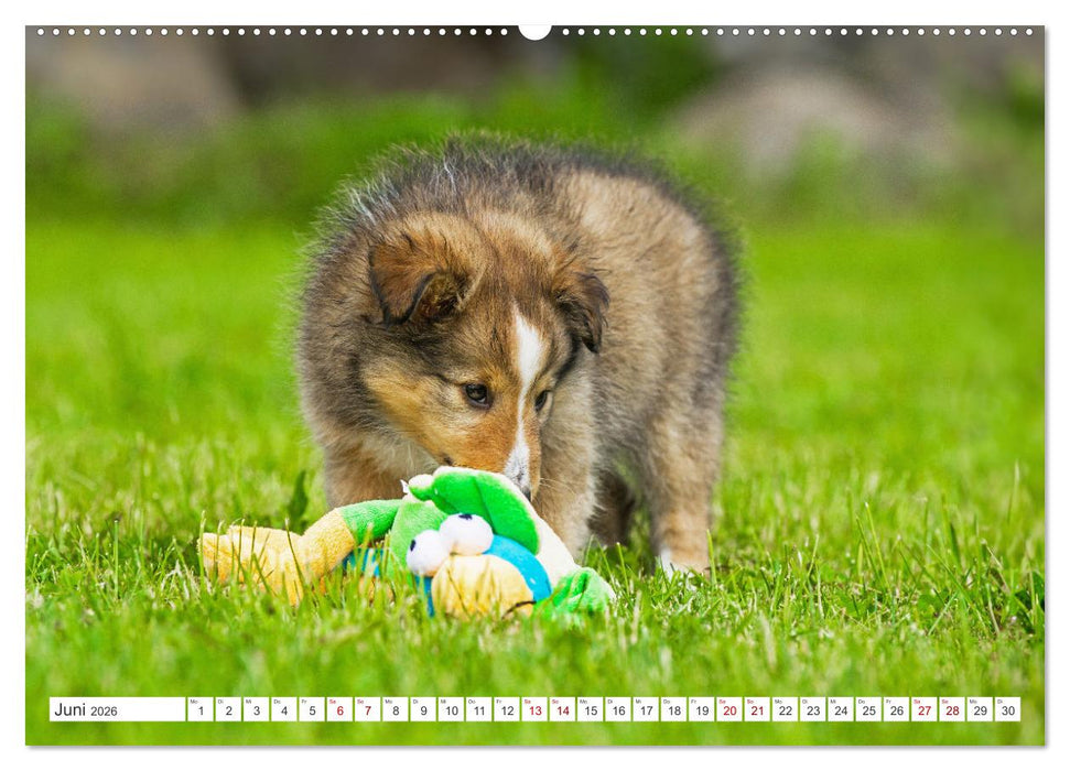 Sheltie - Ein Stück vom Glück (CALVENDO Premium Wandkalender 2026)