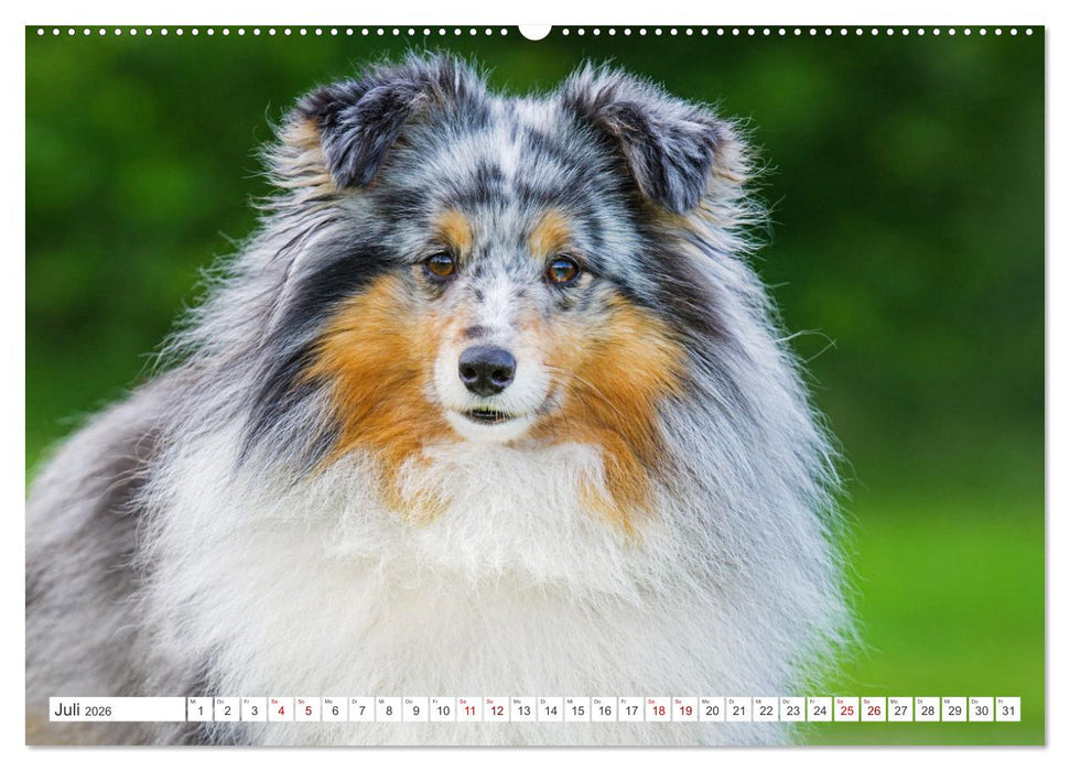 Sheltie - Ein Stück vom Glück (CALVENDO Premium Wandkalender 2026)