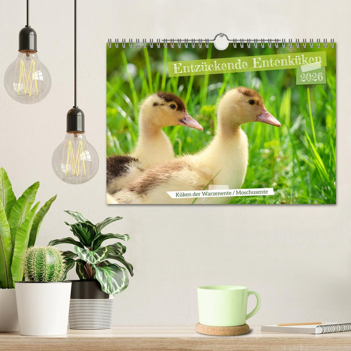 Entzückende Entenküken (CALVENDO Wandkalender 2026)