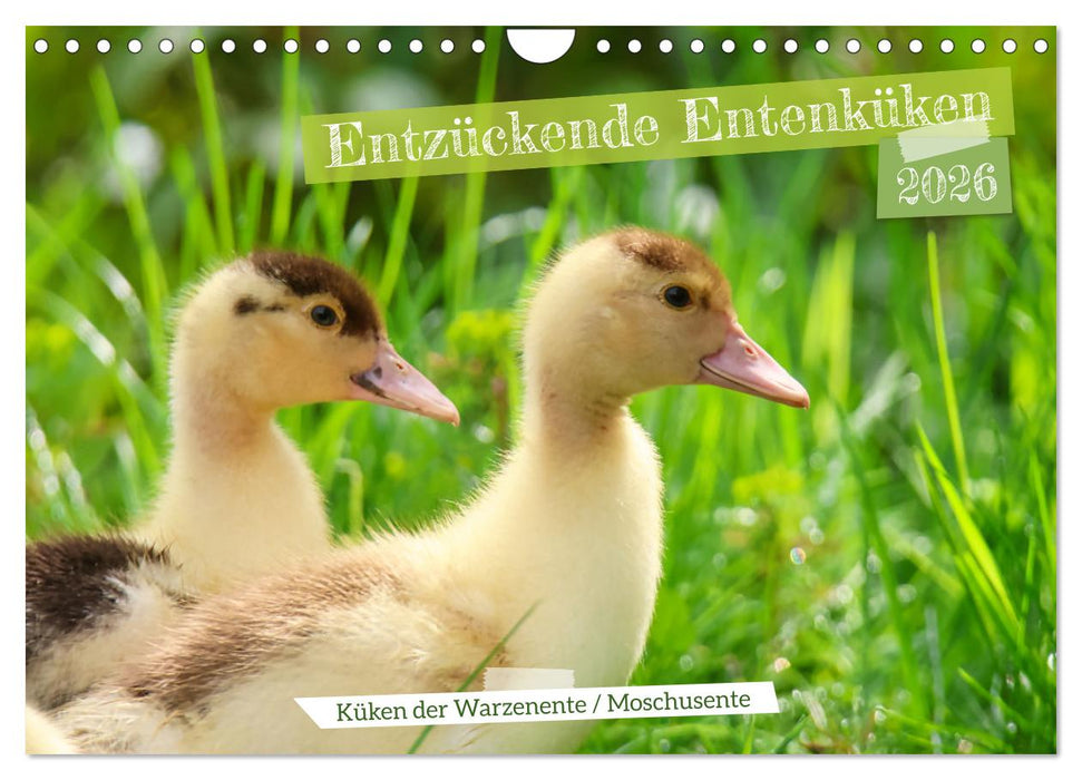 Entzückende Entenküken (CALVENDO Wandkalender 2026)
