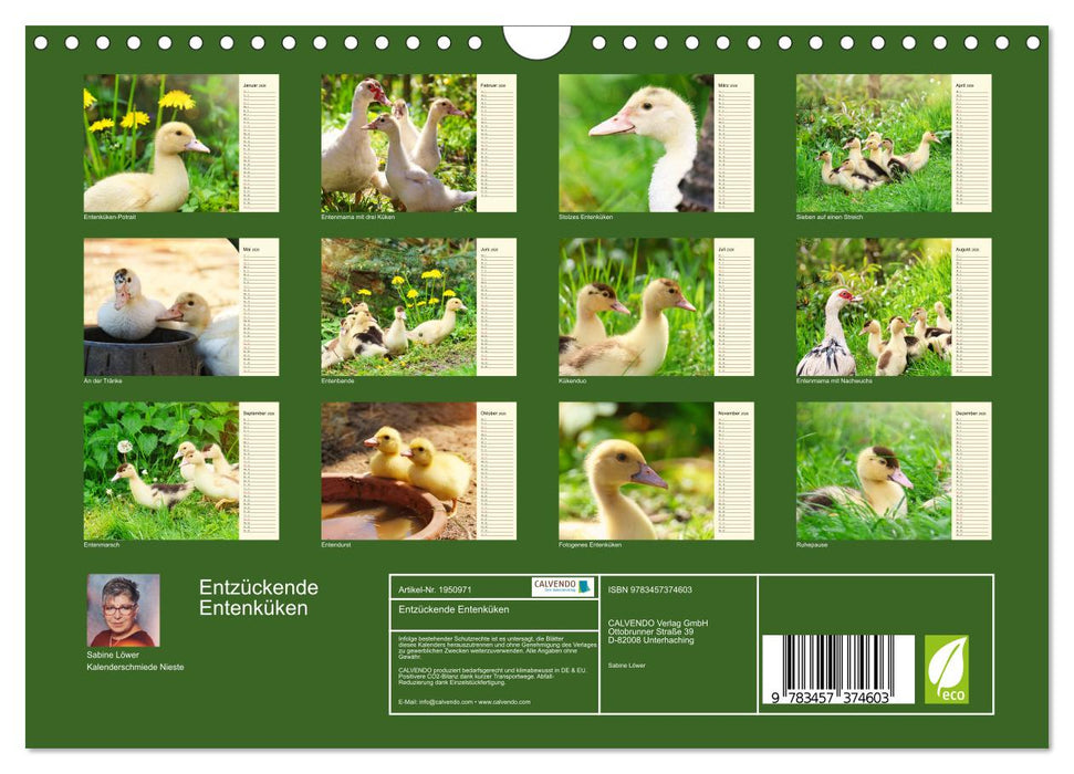 Entzückende Entenküken (CALVENDO Wandkalender 2026)