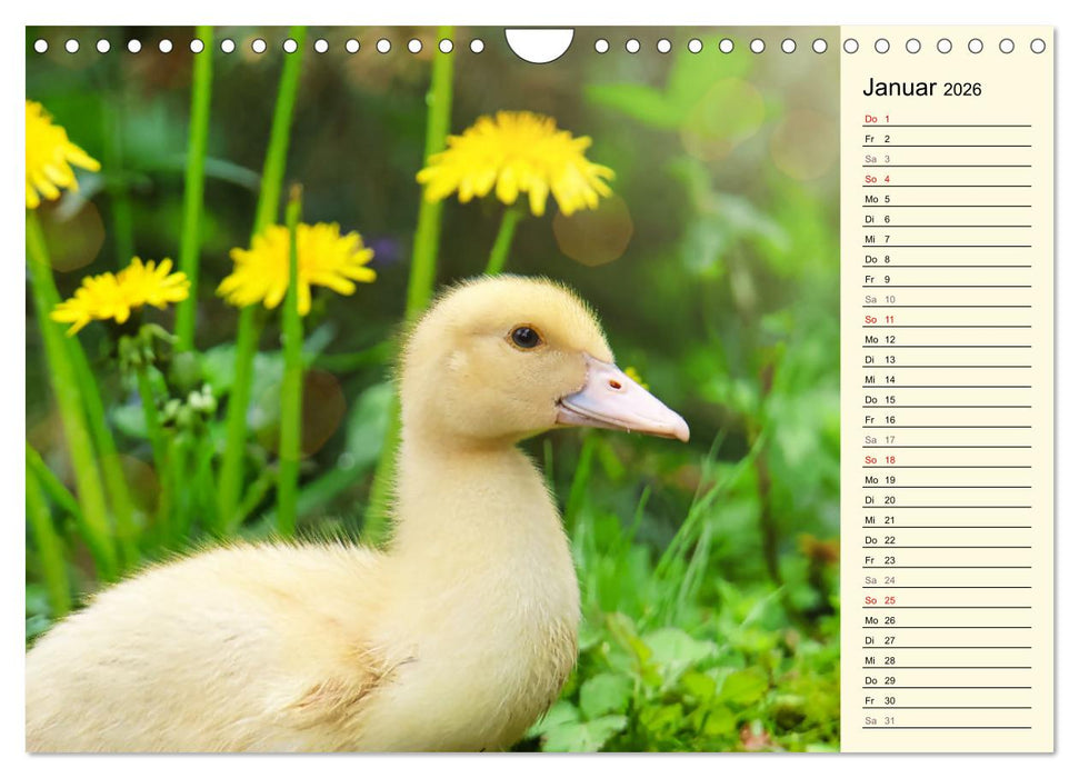 Entzückende Entenküken (CALVENDO Wandkalender 2026)