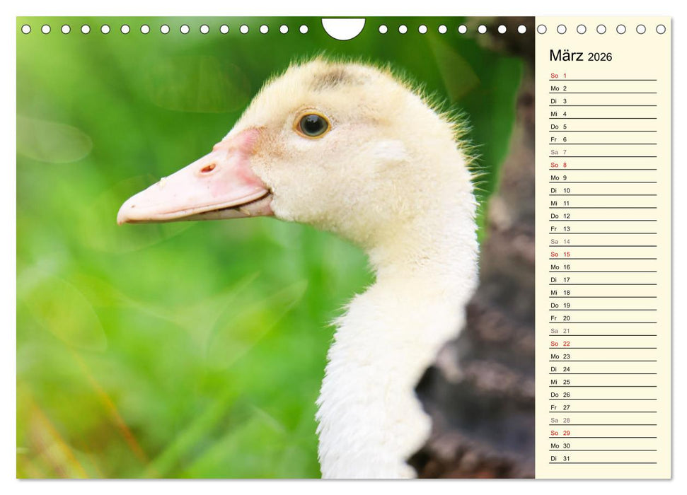 Entzückende Entenküken (CALVENDO Wandkalender 2026)