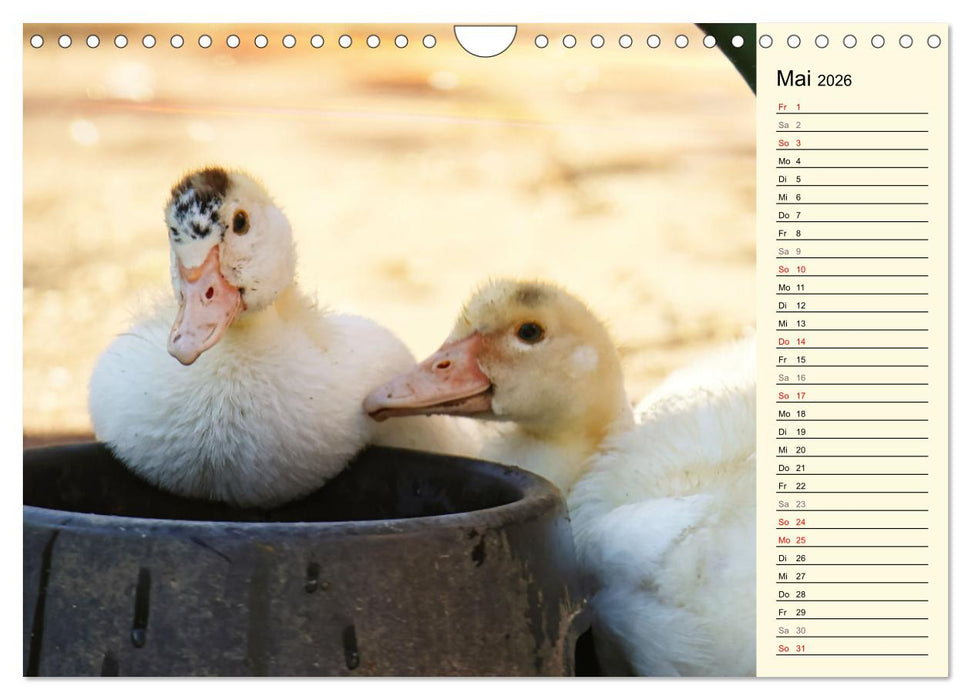 Entzückende Entenküken (CALVENDO Wandkalender 2026)