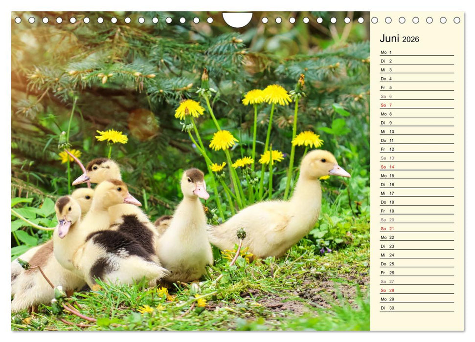 Entzückende Entenküken (CALVENDO Wandkalender 2026)