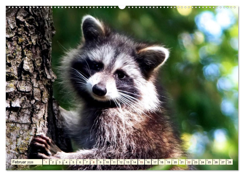 Große und kleine Bären (CALVENDO Premium Wandkalender 2026)