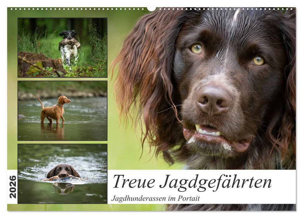 Treue Jagdgefährten - Jagdhunderassen im Portrait (CALVENDO Wandkalender 2026)