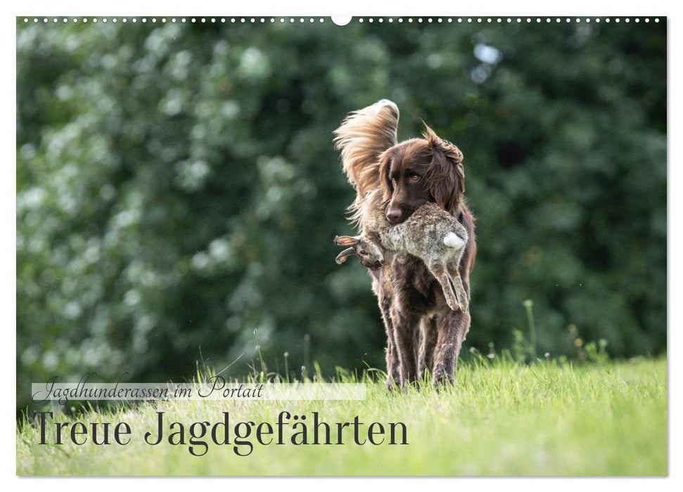 Treue Jagdgefährten - Jagdhunderassen im Portrait (CALVENDO Wandkalender 2026)