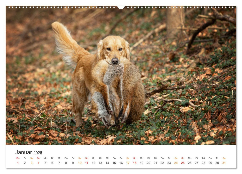 Treue Jagdgefährten - Jagdhunderassen im Portrait (CALVENDO Wandkalender 2026)