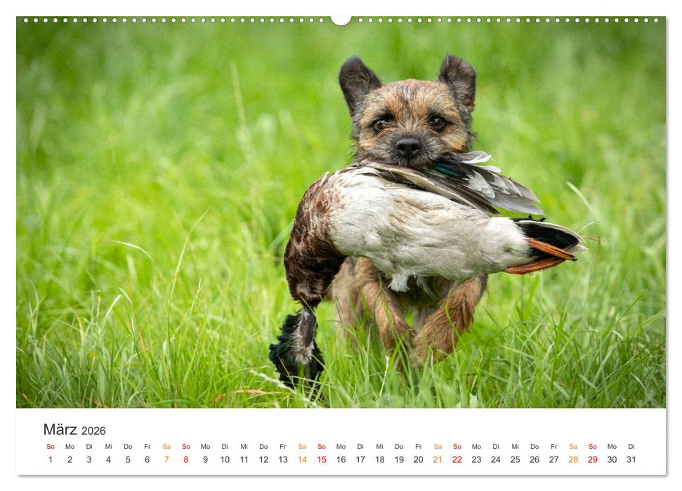 Treue Jagdgefährten - Jagdhunderassen im Portrait (CALVENDO Wandkalender 2026)