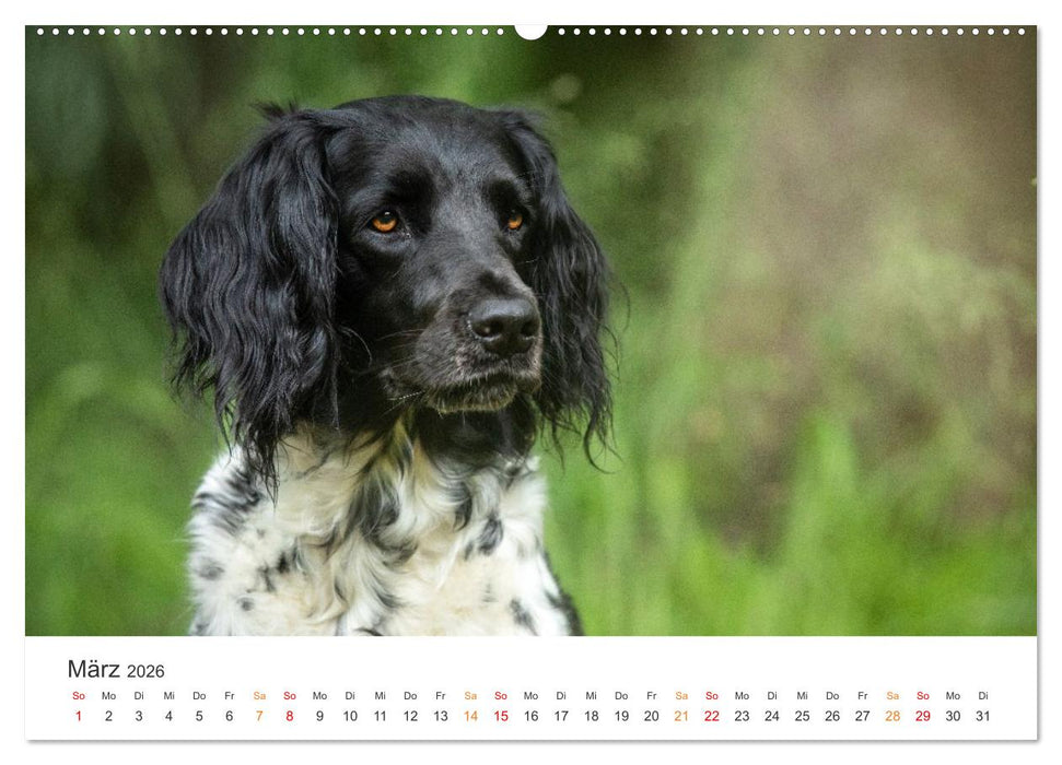 Treue Jagdgefährten - Jagdhunderassen im Portrait (CALVENDO Wandkalender 2026)