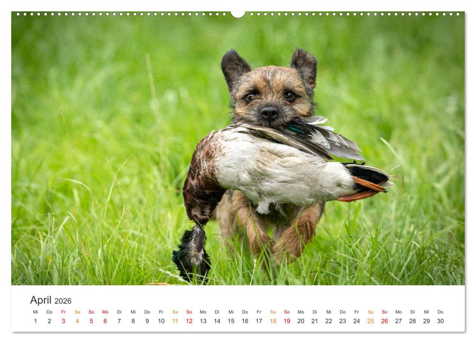 Treue Jagdgefährten - Jagdhunderassen im Portrait (CALVENDO Wandkalender 2026)