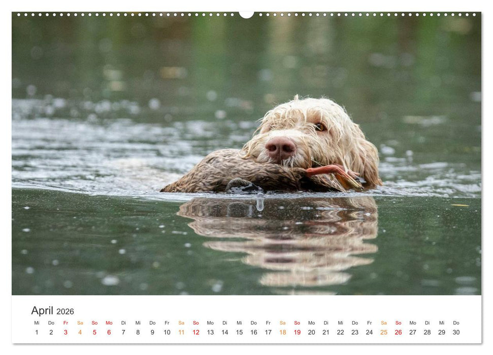 Treue Jagdgefährten - Jagdhunderassen im Portrait (CALVENDO Wandkalender 2026)