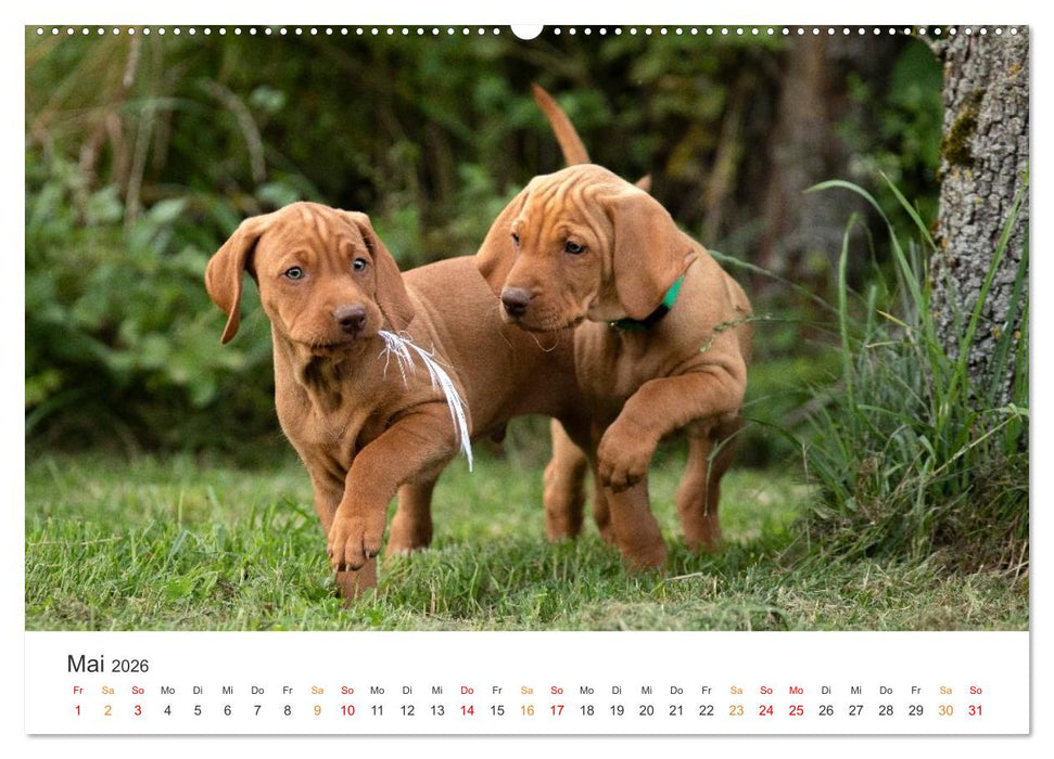 Treue Jagdgefährten - Jagdhunderassen im Portrait (CALVENDO Wandkalender 2026)