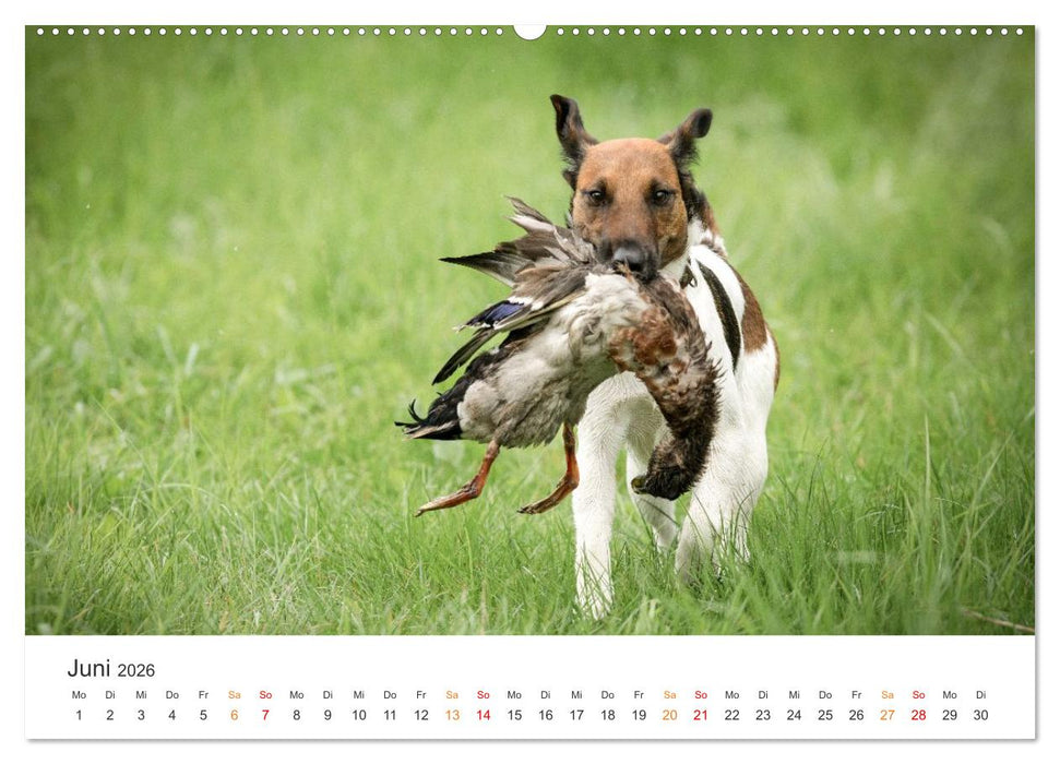Treue Jagdgefährten - Jagdhunderassen im Portrait (CALVENDO Wandkalender 2026)