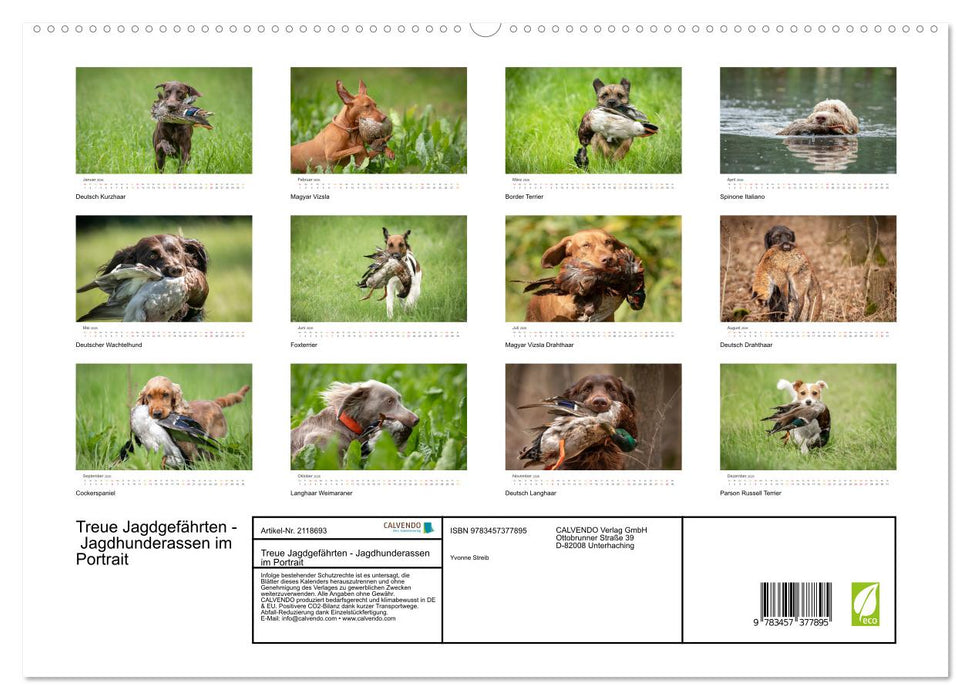 Treue Jagdgefährten - Jagdhunderassen im Portrait (CALVENDO Premium Wandkalender 2026)