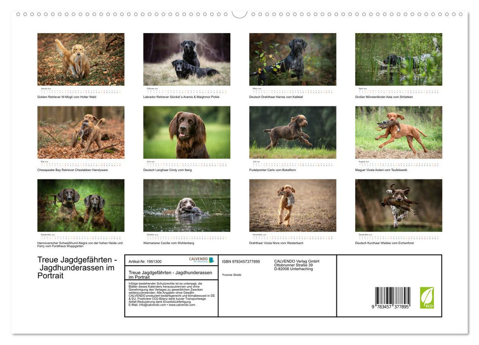 Treue Jagdgefährten - Jagdhunderassen im Portrait (CALVENDO Premium Wandkalender 2026)