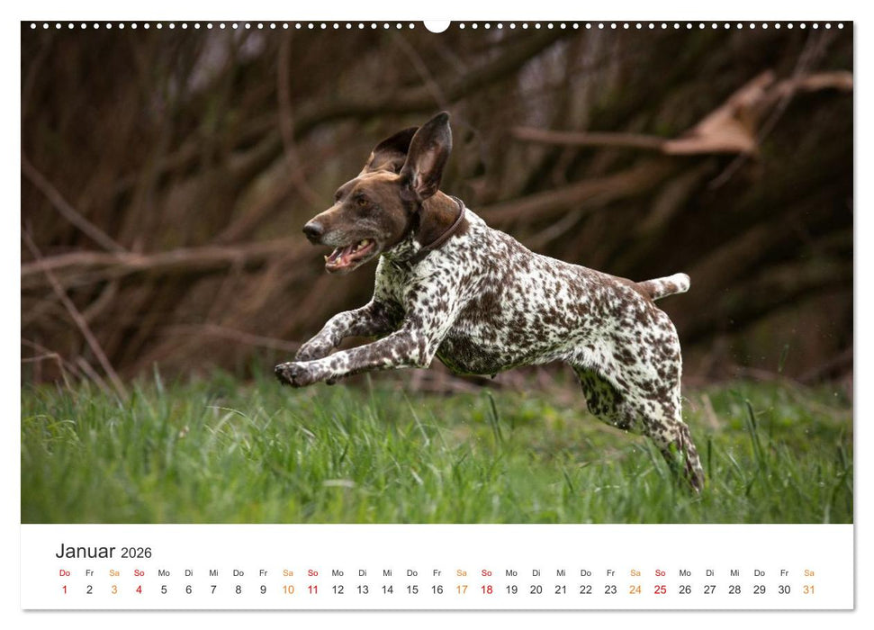 Treue Jagdgefährten - Jagdhunderassen im Portrait (CALVENDO Premium Wandkalender 2026)