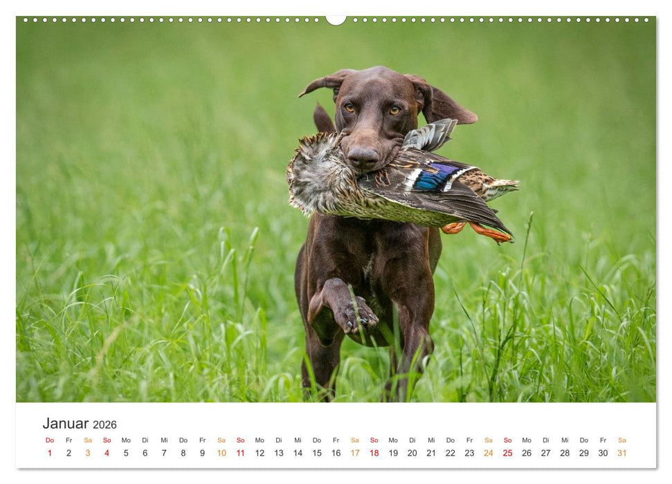 Treue Jagdgefährten - Jagdhunderassen im Portrait (CALVENDO Premium Wandkalender 2026)