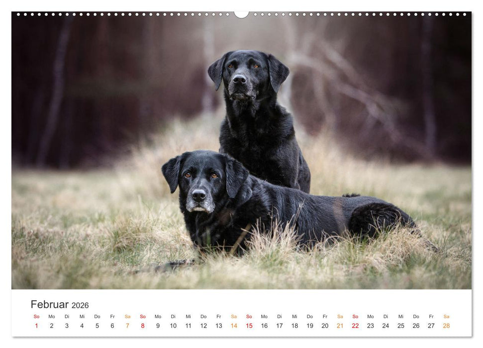 Treue Jagdgefährten - Jagdhunderassen im Portrait (CALVENDO Premium Wandkalender 2026)