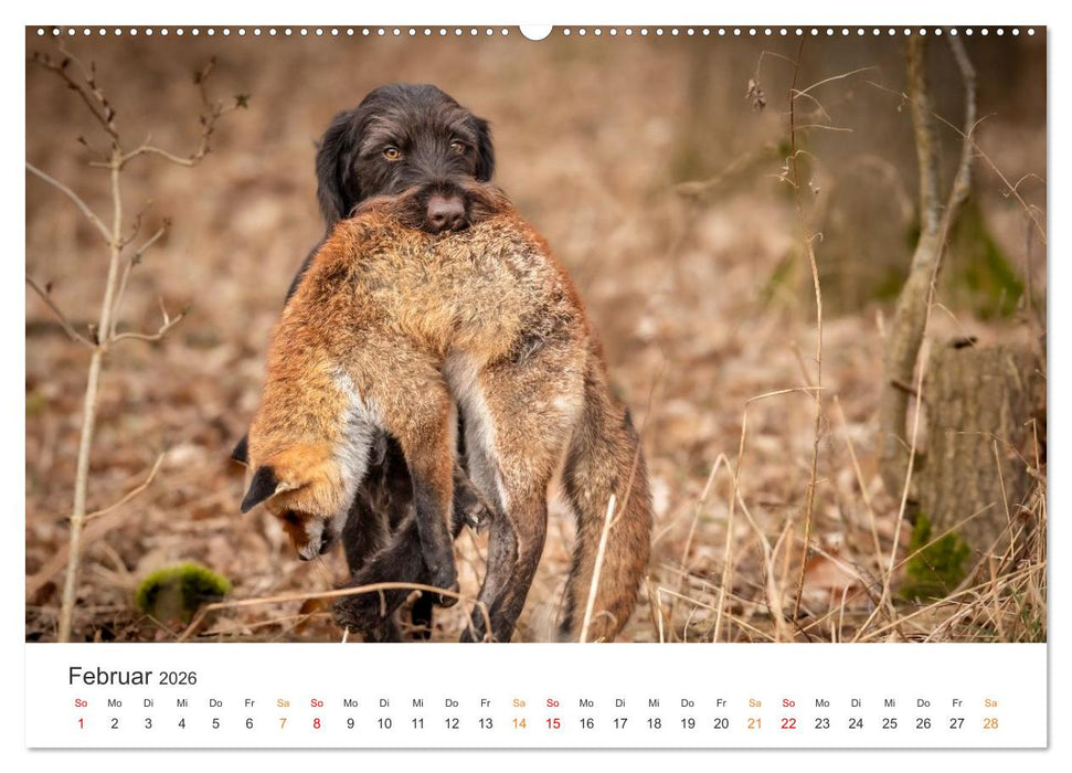 Treue Jagdgefährten - Jagdhunderassen im Portrait (CALVENDO Premium Wandkalender 2026)
