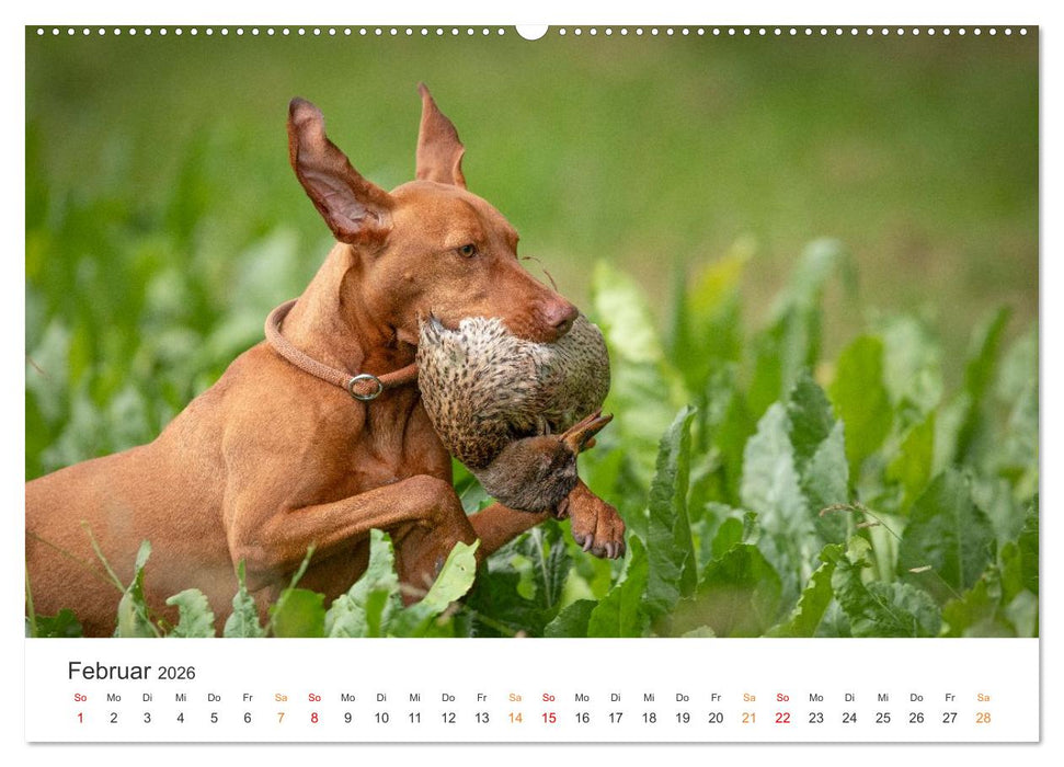 Treue Jagdgefährten - Jagdhunderassen im Portrait (CALVENDO Premium Wandkalender 2026)
