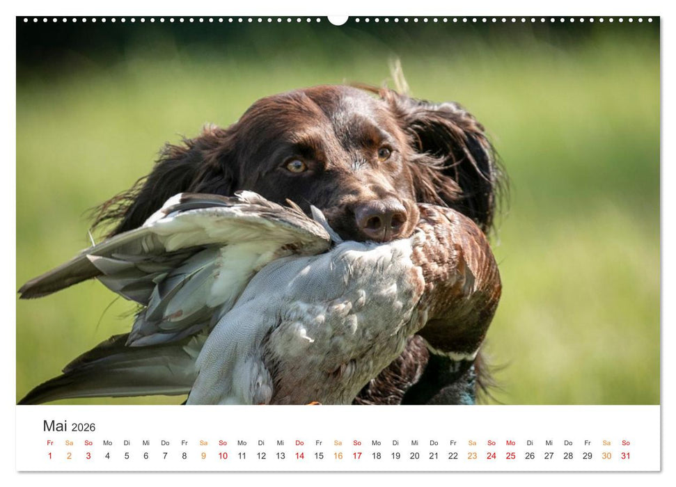 Treue Jagdgefährten - Jagdhunderassen im Portrait (CALVENDO Premium Wandkalender 2026)