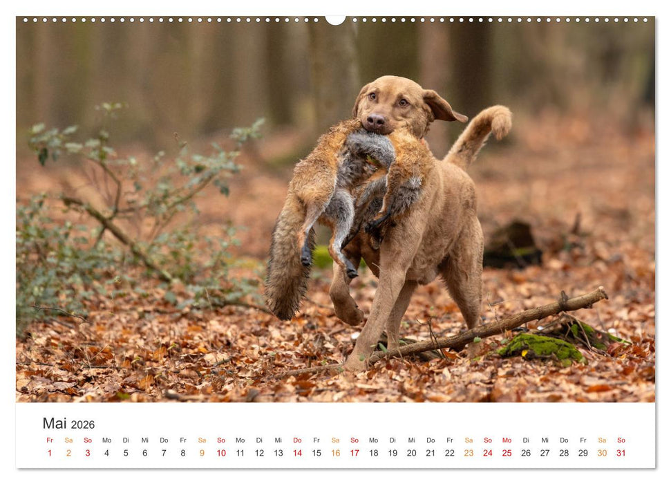 Treue Jagdgefährten - Jagdhunderassen im Portrait (CALVENDO Premium Wandkalender 2026)