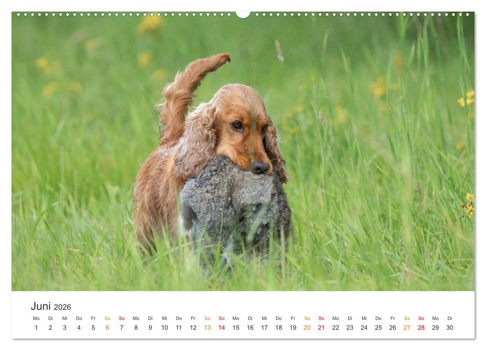 Treue Jagdgefährten - Jagdhunderassen im Portrait (CALVENDO Premium Wandkalender 2026)
