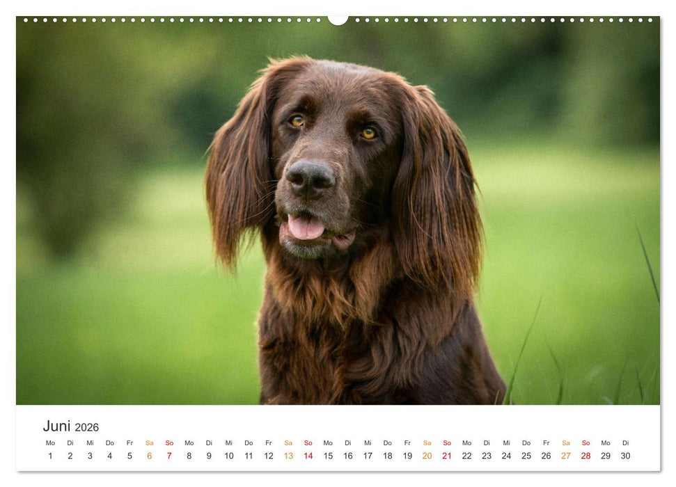 Treue Jagdgefährten - Jagdhunderassen im Portrait (CALVENDO Premium Wandkalender 2026)