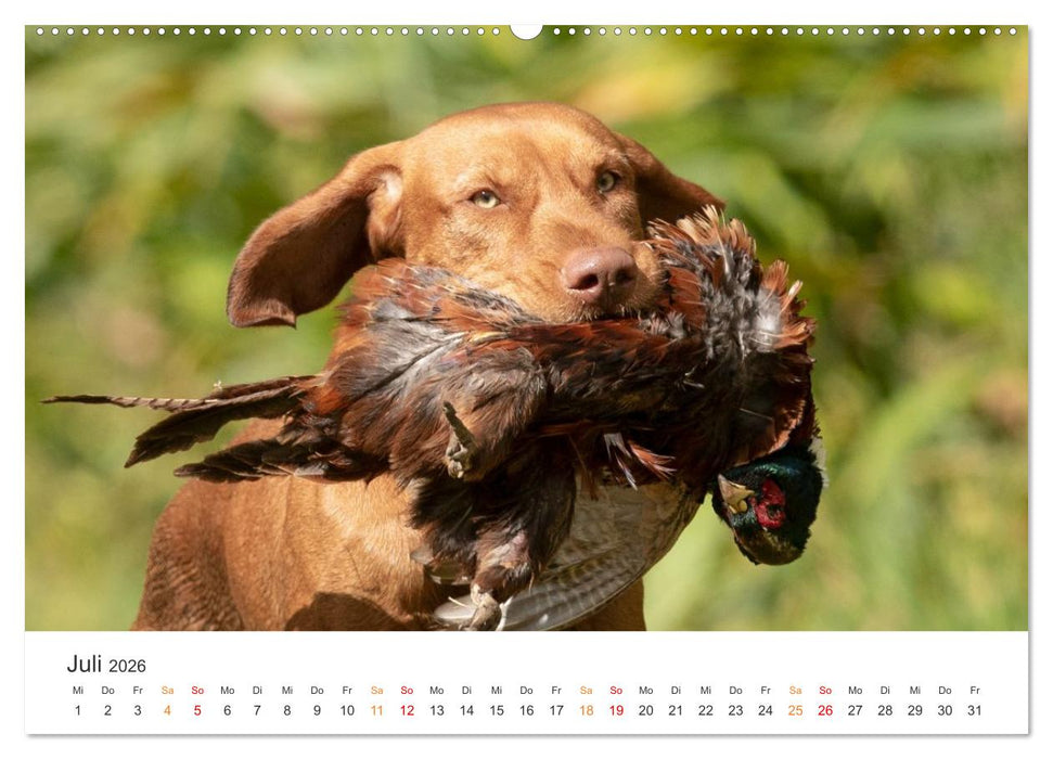 Treue Jagdgefährten - Jagdhunderassen im Portrait (CALVENDO Premium Wandkalender 2026)