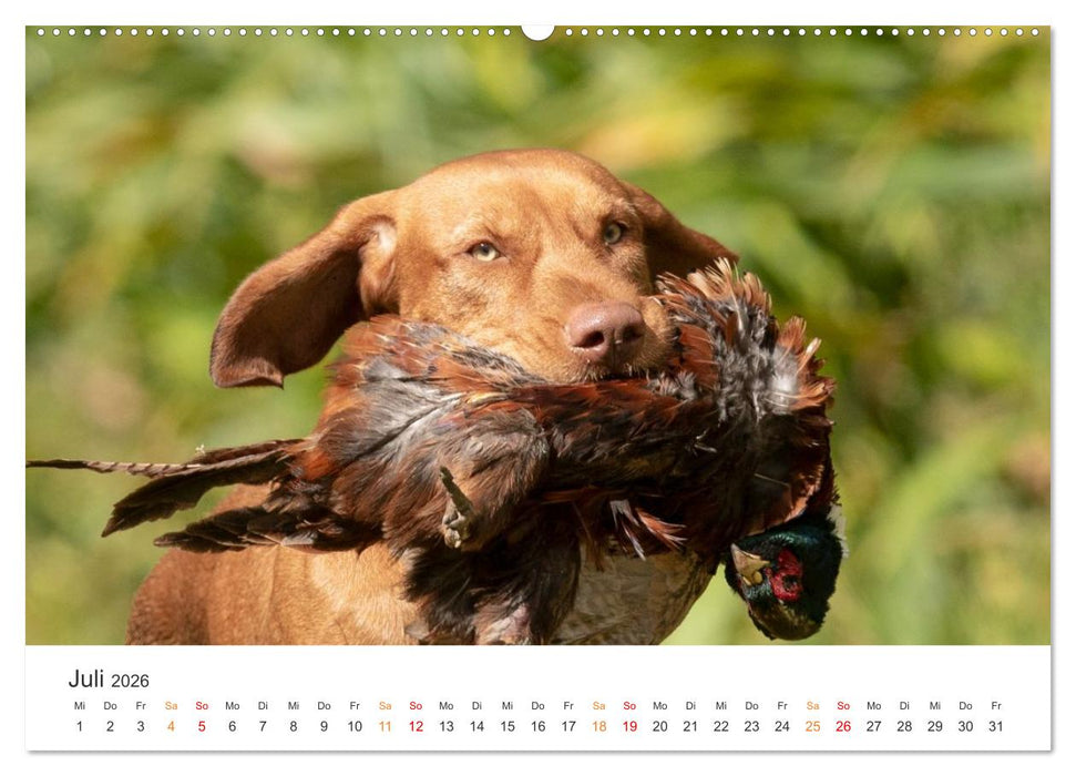 Treue Jagdgefährten - Jagdhunderassen im Portrait (CALVENDO Premium Wandkalender 2026)