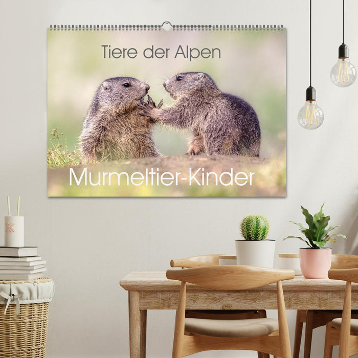Tiere der Alpen - Murmeltier-Kinder (CALVENDO Wandkalender 2026)