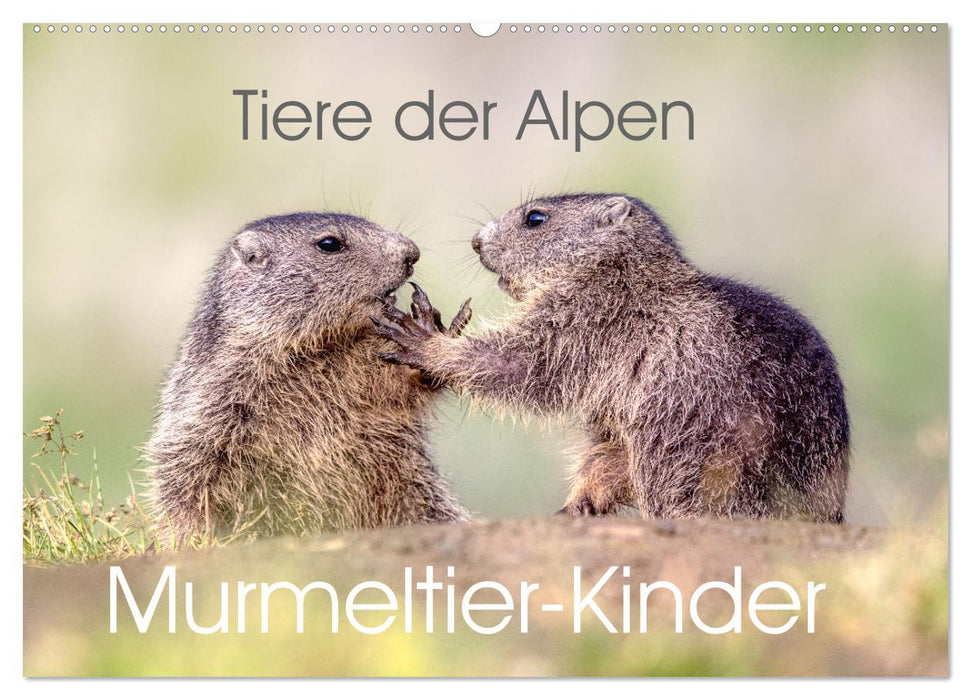 Tiere der Alpen - Murmeltier-Kinder (CALVENDO Wandkalender 2026)