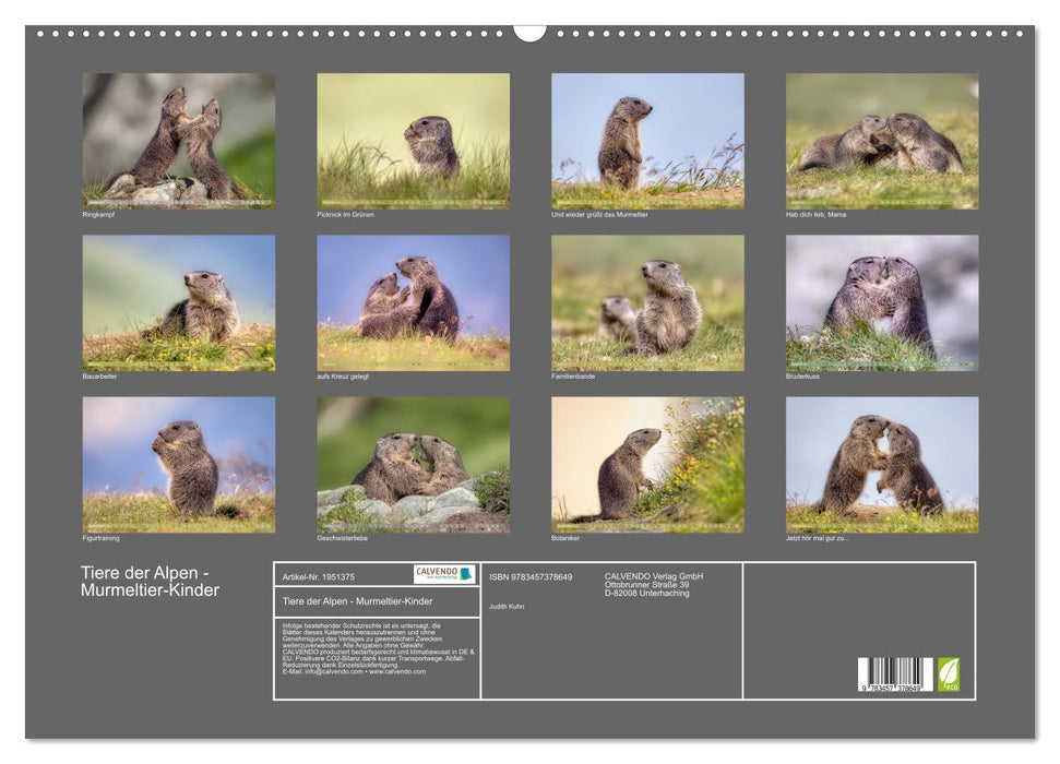 Tiere der Alpen - Murmeltier-Kinder (CALVENDO Wandkalender 2026)