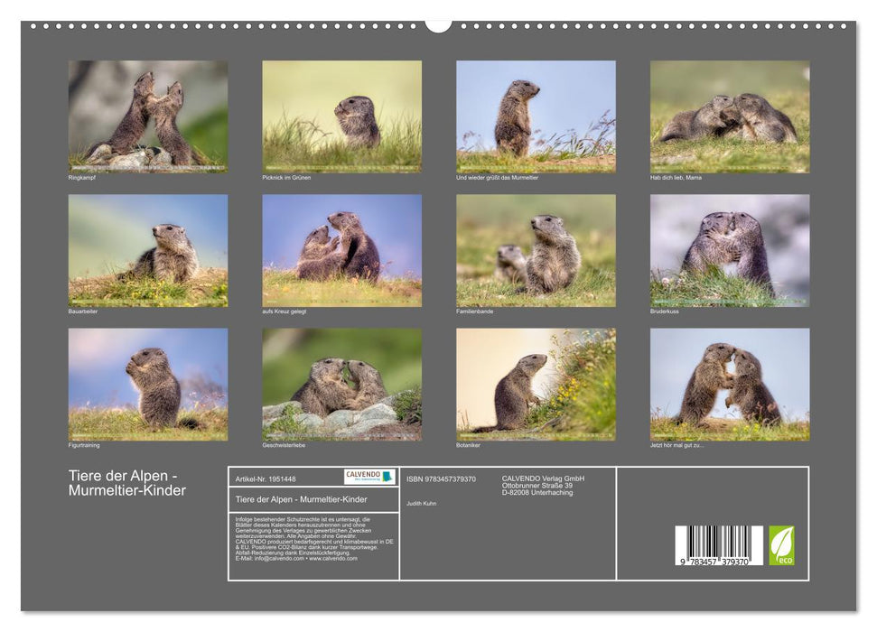 Tiere der Alpen - Murmeltier-Kinder (CALVENDO Premium Wandkalender 2026)