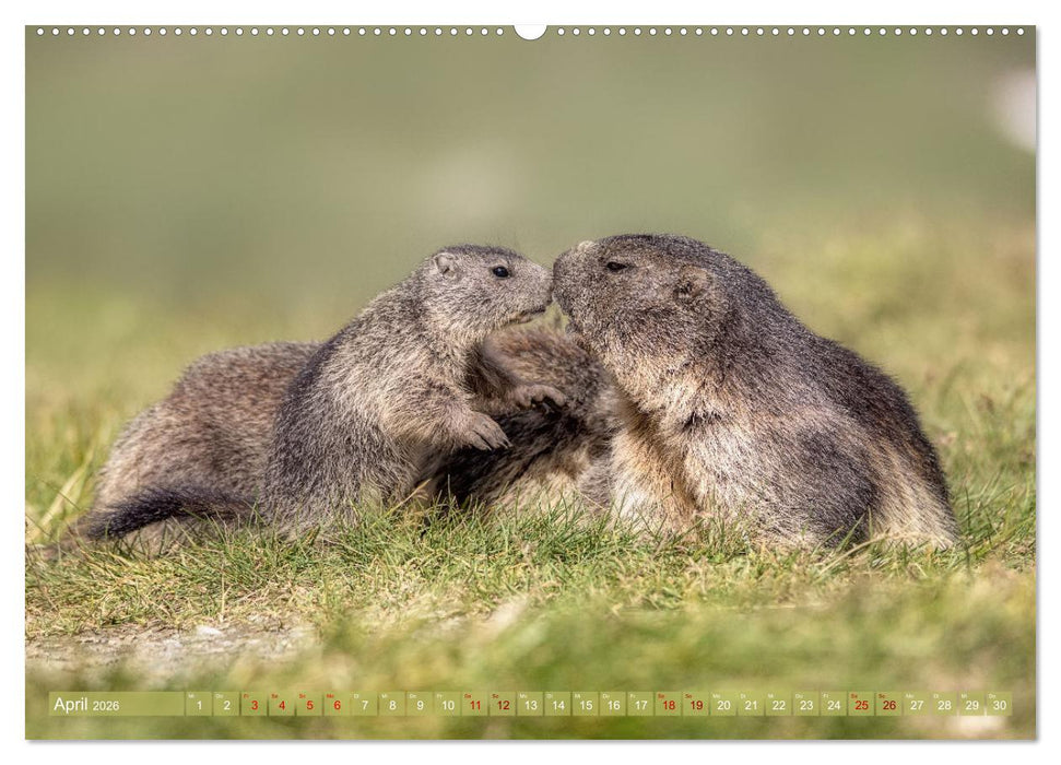 Tiere der Alpen - Murmeltier-Kinder (CALVENDO Premium Wandkalender 2026)