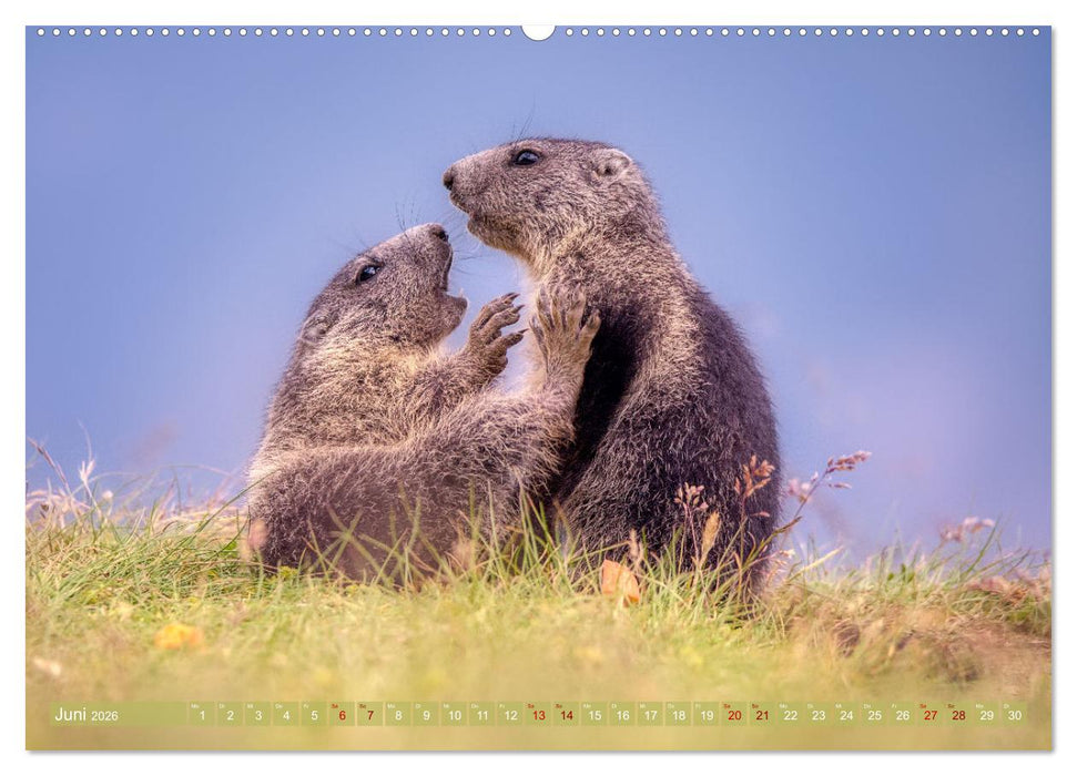 Tiere der Alpen - Murmeltier-Kinder (CALVENDO Premium Wandkalender 2026)